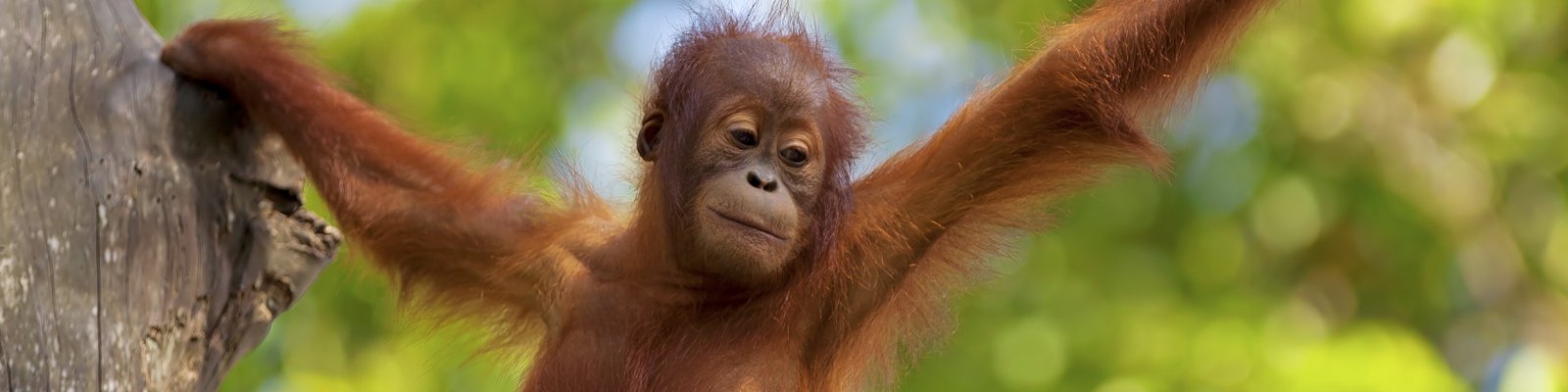 Młody orangutan w deszczowym lesie na Borneo